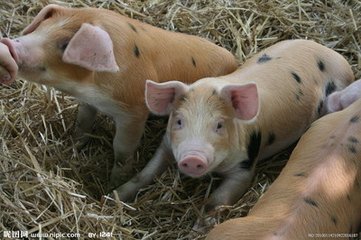 你知道冬季育肥豬的飼養(yǎng)管理嗎？